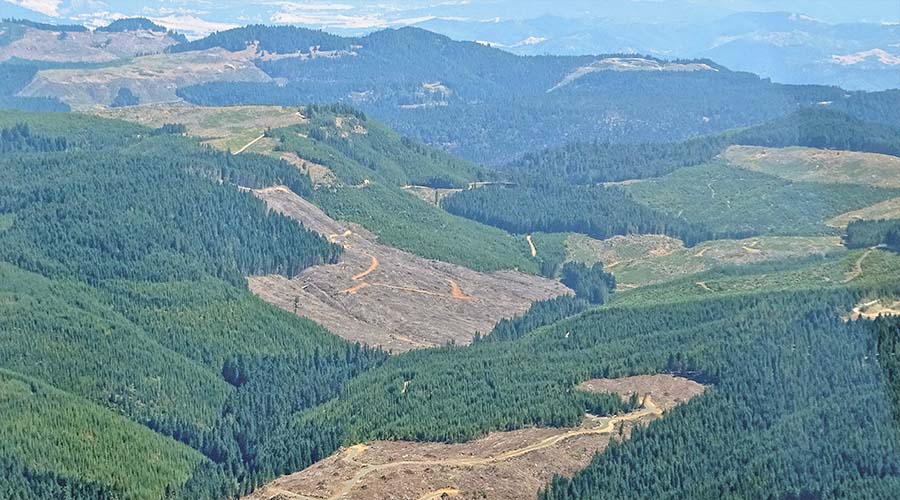 US forest from above showing logging roads and clearing